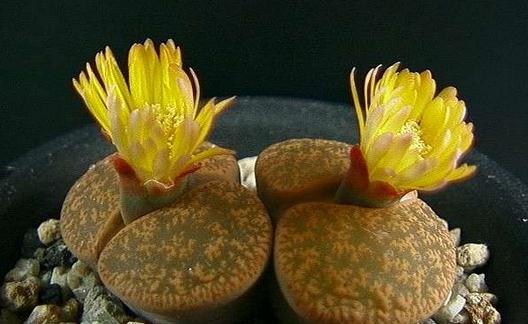 生石花的养殖方法-生石花是什么？