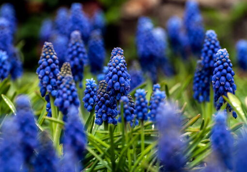 风信子对家居环境的影响-风信子的风水学应用