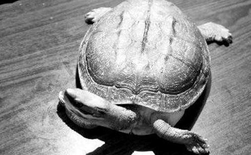 黄喉拟水龟的生活习性 黄喉拟水龟养殖方法